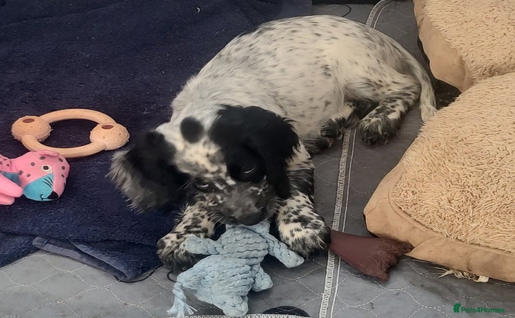Sprocker dogs - Advert 7