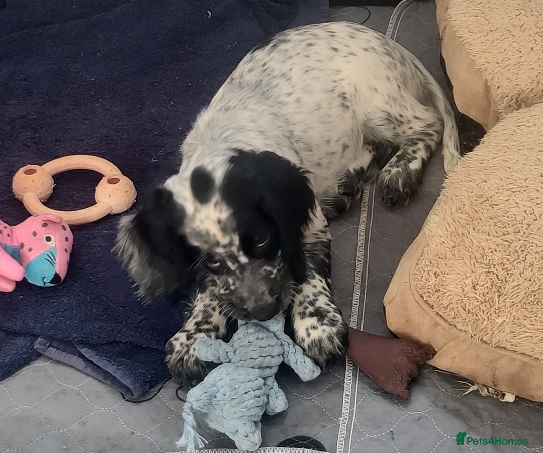 Sprocker dogs for sale: STRIKING SPROCKER SPANIEL PUPPIES  - Image 1