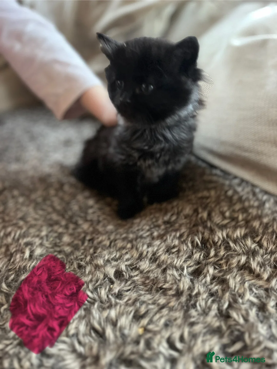 Mixed Breed cats for sale: Black kittens  - Advert 8