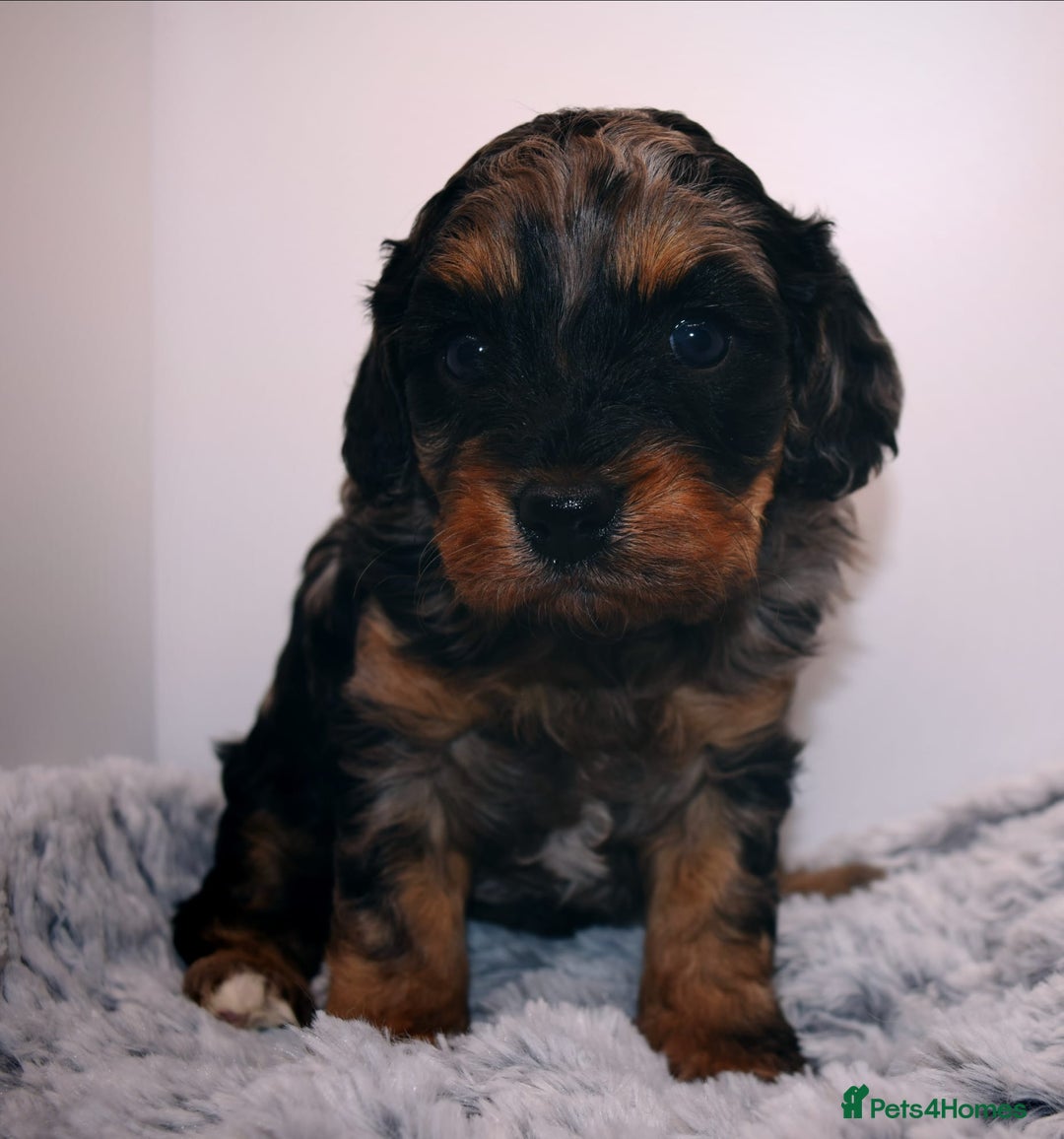Cavapoo dogs for sale: Extensively Health tested Rare F1 Cavapoos - Image 8
