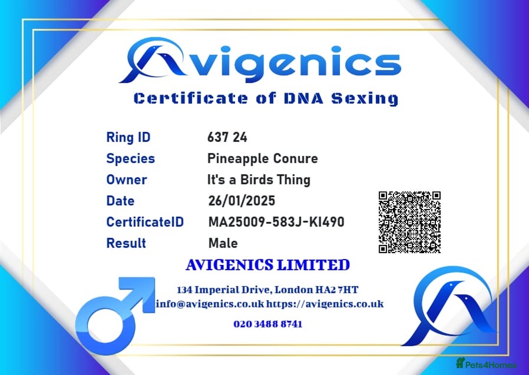 Conures birds for sale: 1 year old pineapple conure - Advert 6