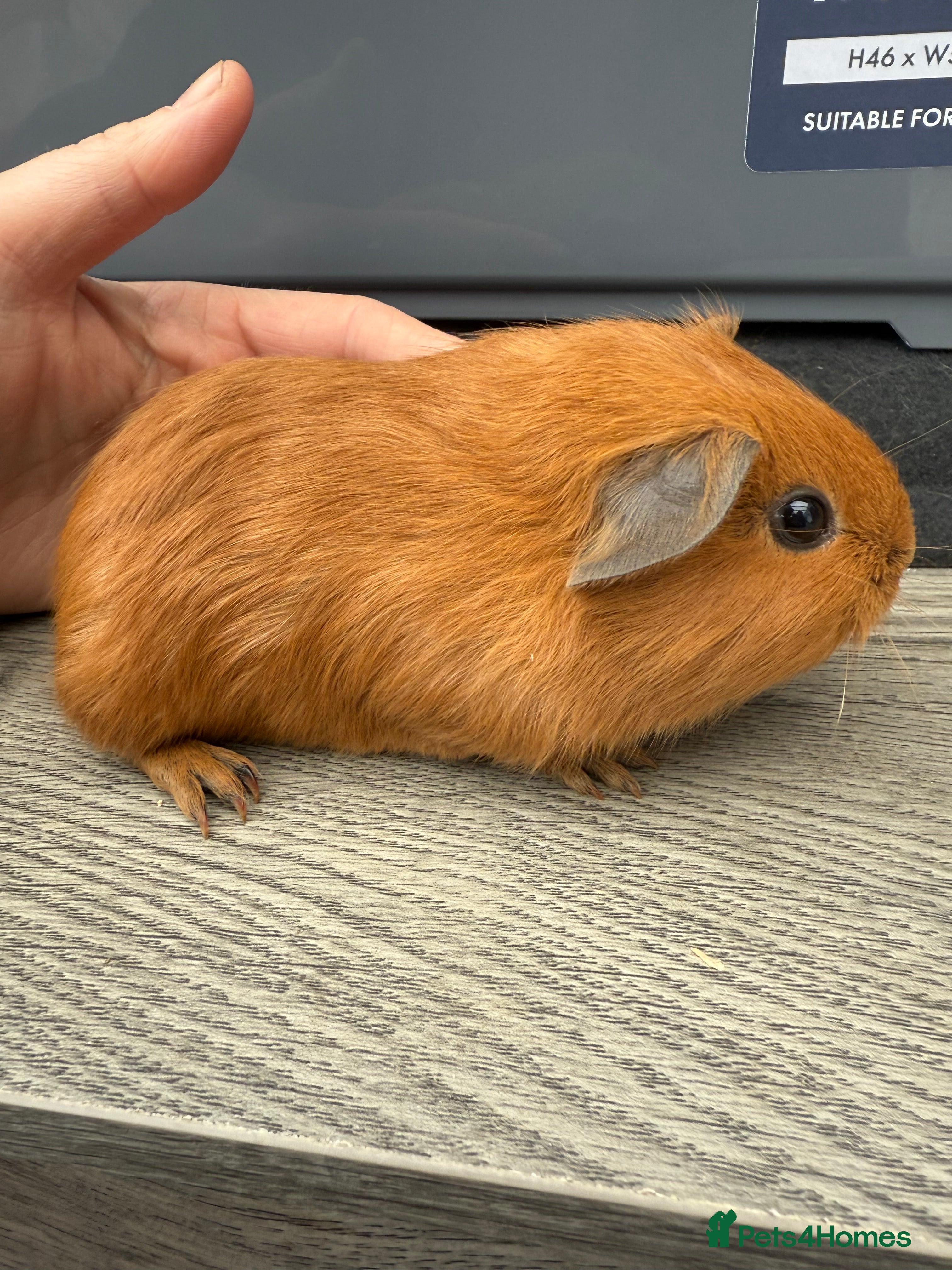 Guinea Pig rodents Beautiful Cali boar - Advert 1