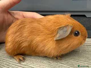 Guinea Pig rodents Beautiful Cali boar - Advert 1