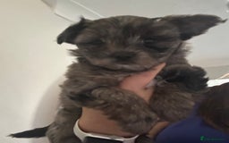 Yorkshire Terrier dogs for sale: Colourful Yorkshire terrier - Image 19