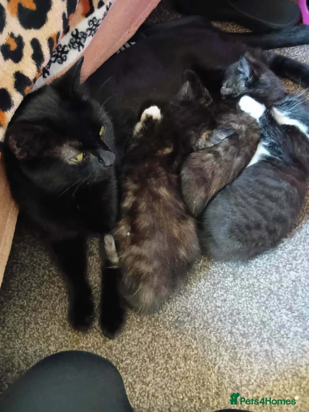 Mixed Breed cats for sale: 4 Beautiful Mixed Colour Kittens for Sale - Advert 2