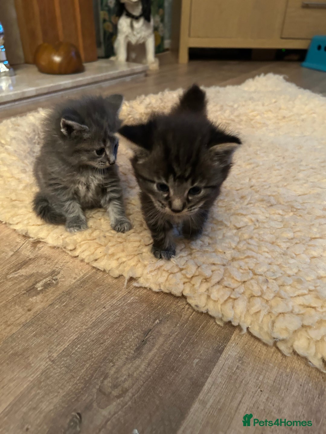 Mixed Breed cats for sale: Adorable kittens - Advert 4