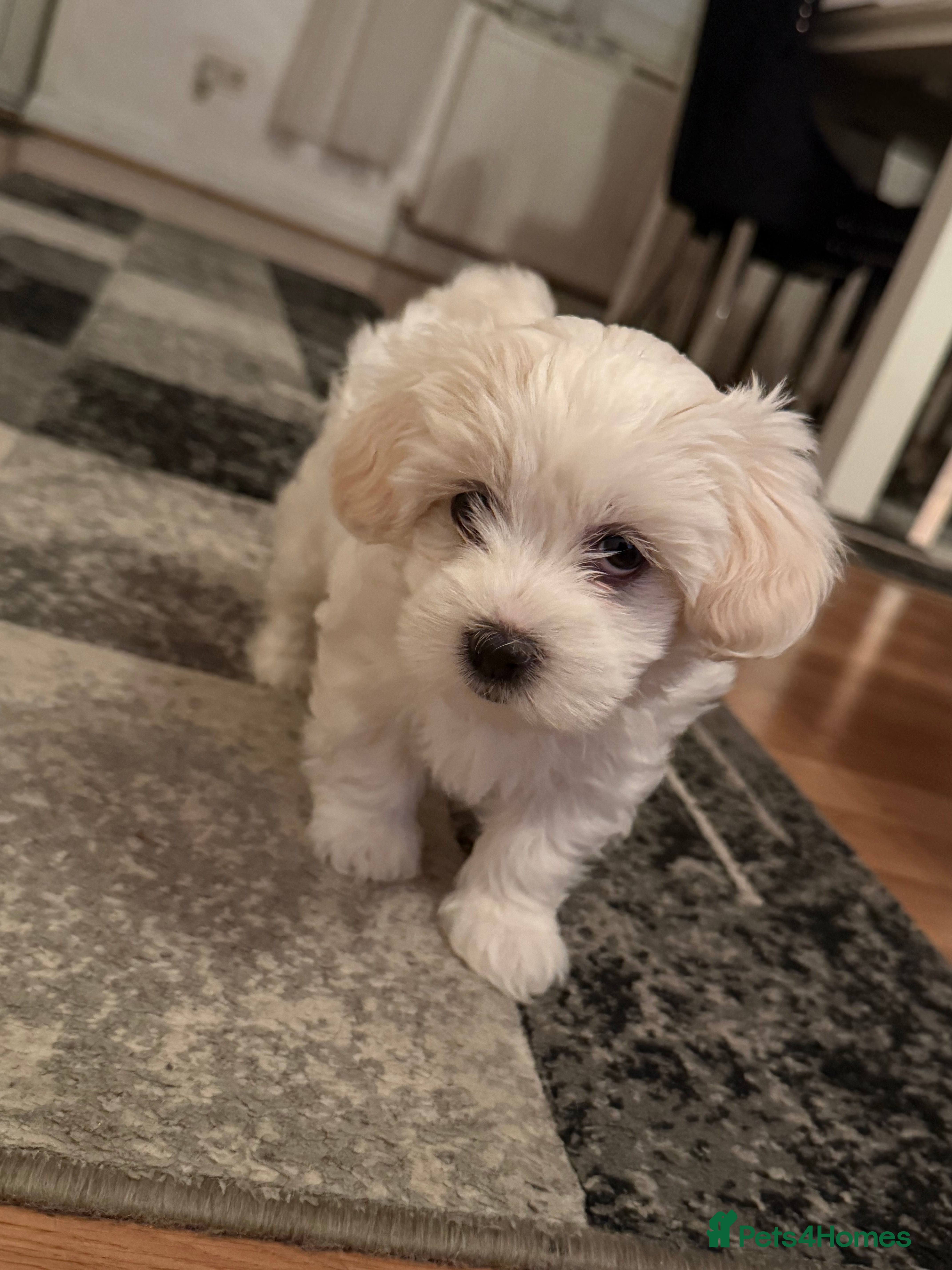 Maltese dogs pure maltese little girl - Advert 5