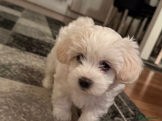 Maltese dogs pure maltese little girl - Advert 5