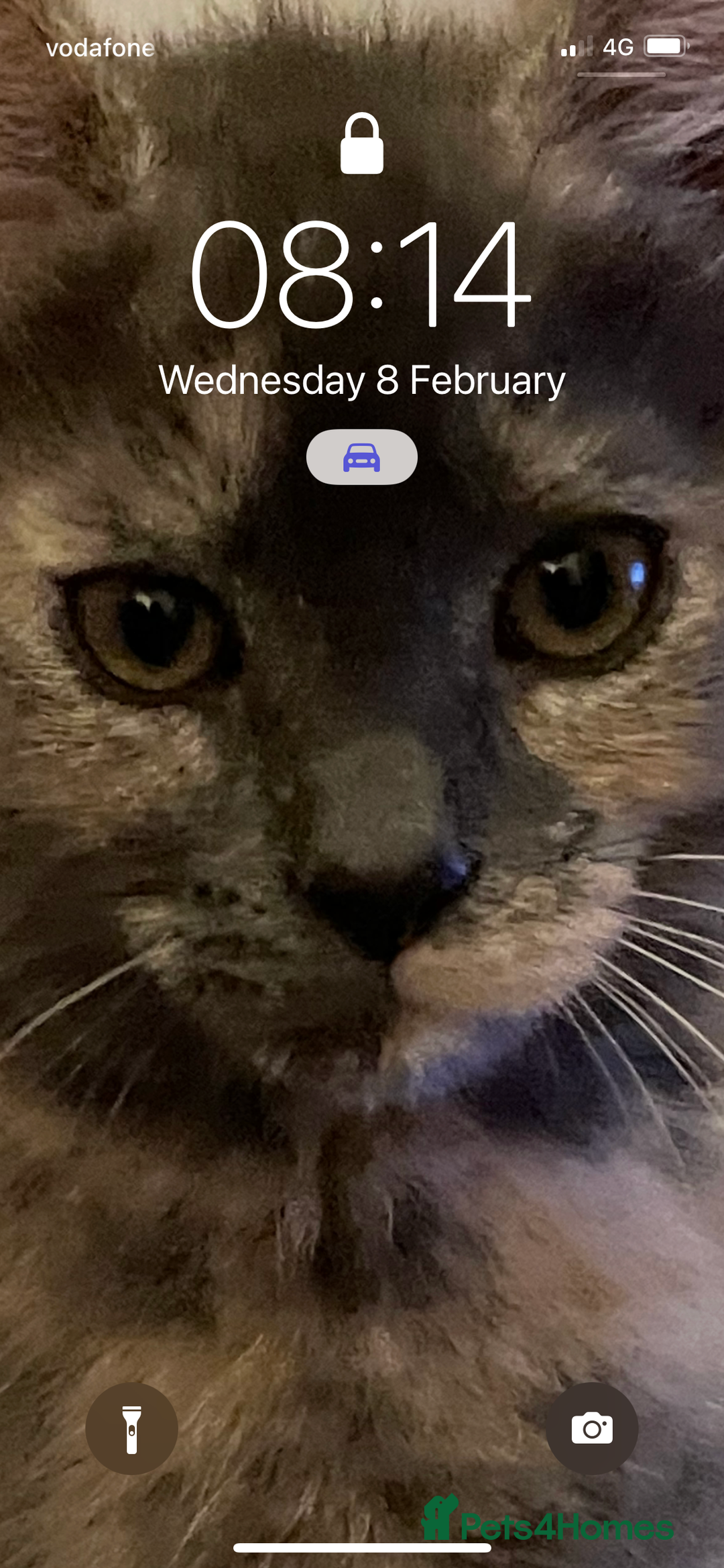 Mixed Breed cats for sale: Adorable female cats Looking for a Forever Home ! - Advert 24