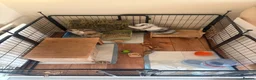 Mini Lop rabbits for sale: Mini lop brothers - Advert 3