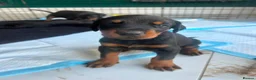 Dobermann dogs for sale: ABSOLUTELY STUNNING DOBERMAN PUPPIES FOR SALE in Boston - Advert 7