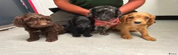 Cockapoo dogs for sale: Cockapoo puppys  - Advert 5