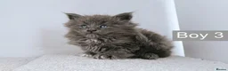 Maine Coon cats for sale: DNA health tested Maine coon kittens  - Advert 24