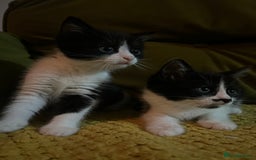 Mixed Breed cats for sale: Gorgeous family kittens nearly ready for new homes - Image 2