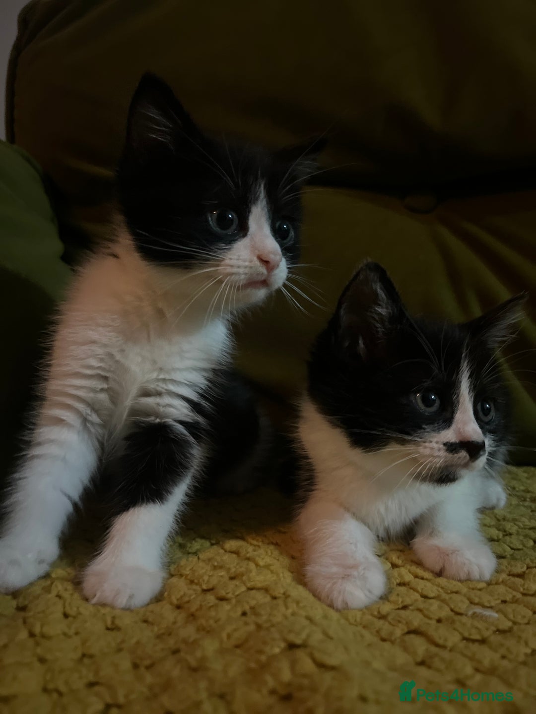 Mixed Breed cats for sale: Gorgeous family kittens nearly ready for new homes - Image 2