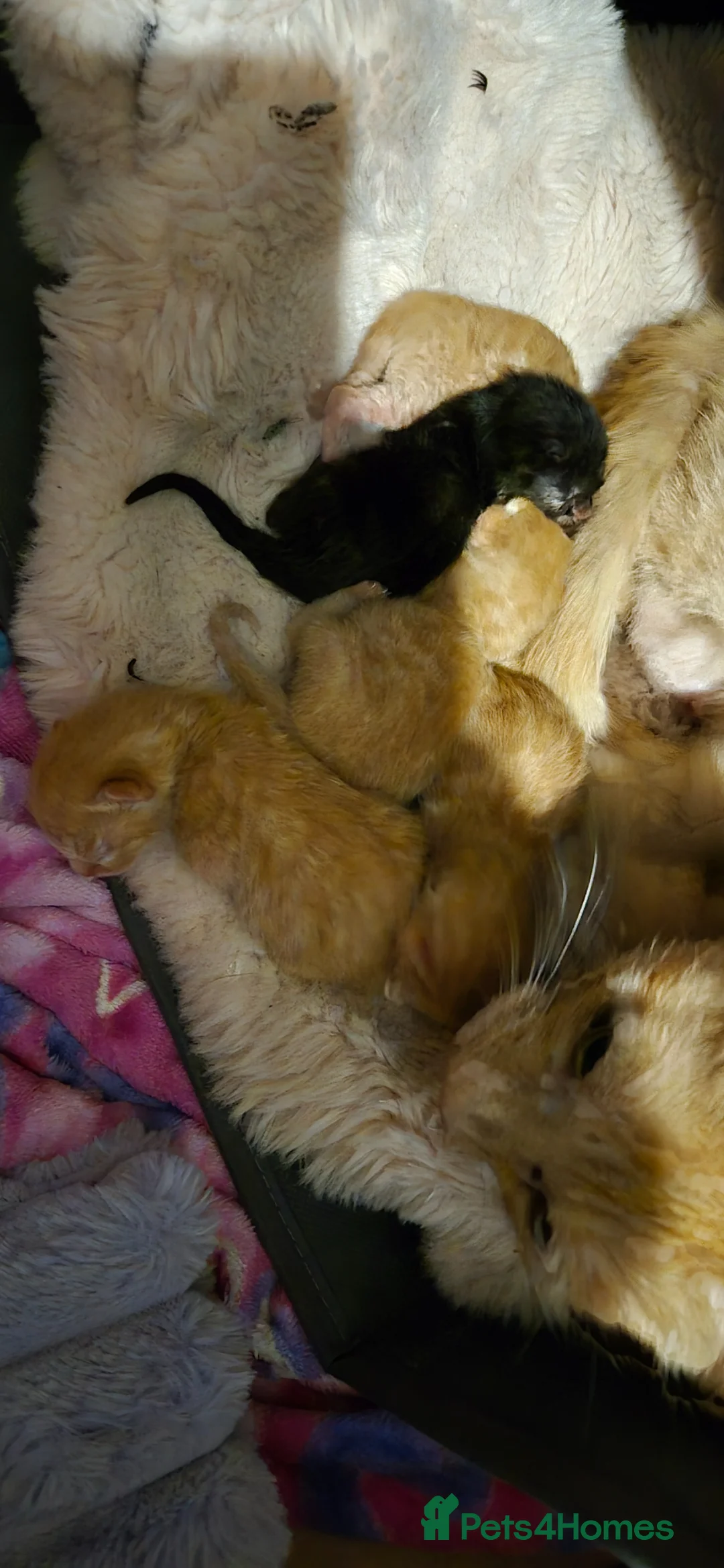 Mixed Breed cats for sale: Cutest litter of kittens - Advert 13