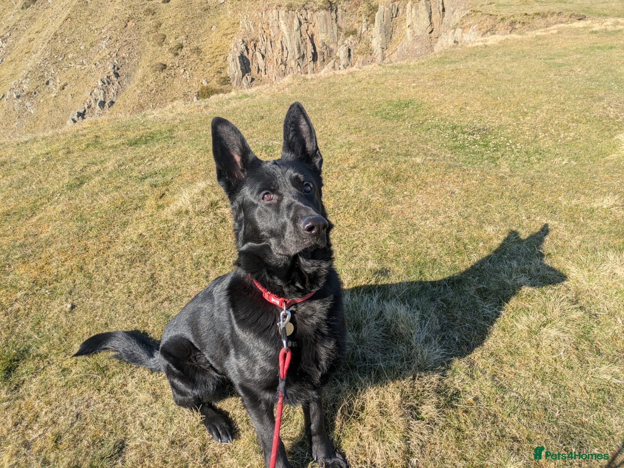 German Shepherd dogs ❤️🐶 IZZY – YOUNG GIRL WHO DESERVES A LIFE - Advert 1