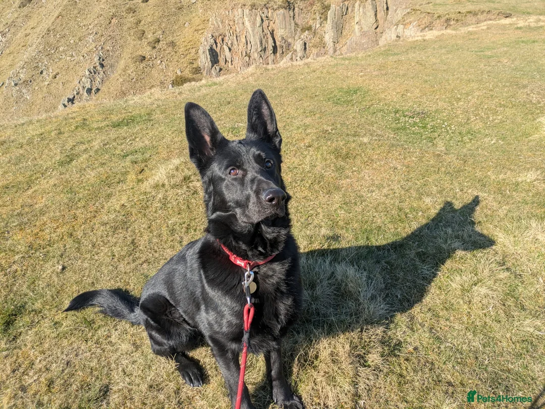 German Shepherd dogs for adoption: ❤️🐶 IZZY – YOUNG GIRL WHO DESERVES A LIFE - Advert 1
