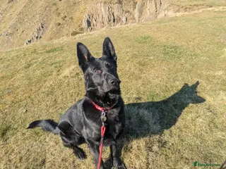 German Shepherd dogs ❤️🐶 IZZY – YOUNG GIRL WHO DESERVES A LIFE - Advert 1