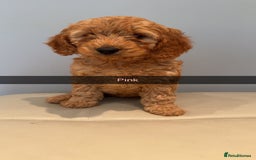 Cockapoo dogs for sale: Stunning F1B Cockapoo Pups - Image 4