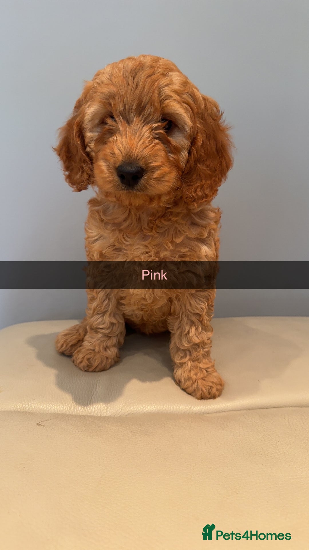 Cockapoo dogs for sale: Stunning F1B Cockapoo Pups - Image 4