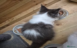 Maine Coon cats for sale: Adorable Maine Coon Kittens - Image 5