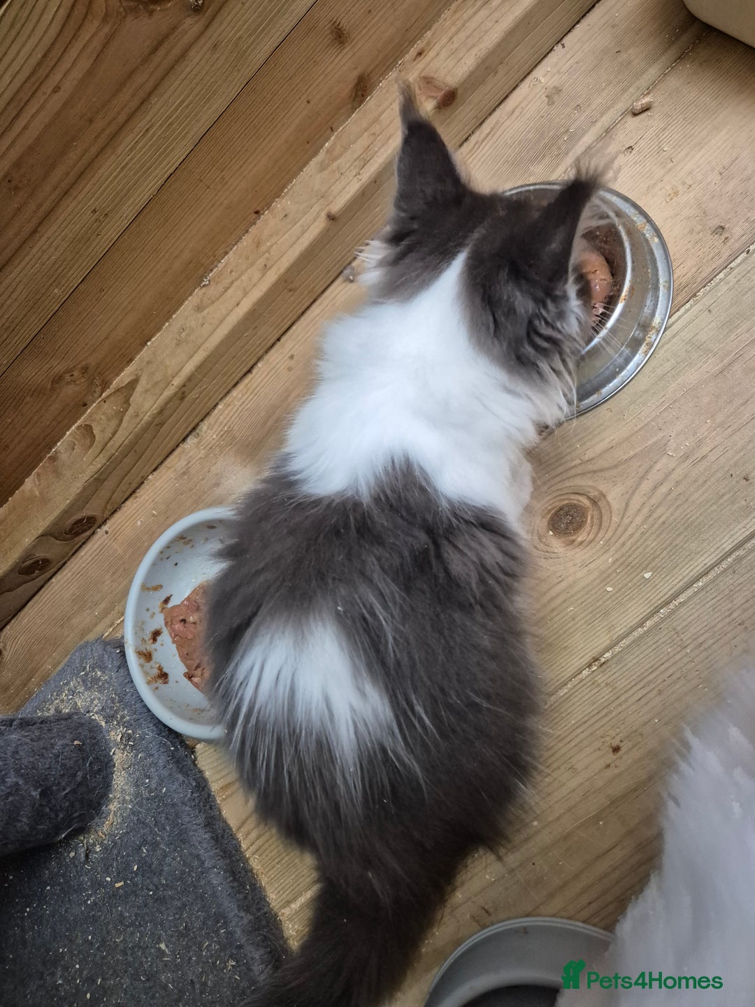 Maine Coon cats for sale: Adorable Maine Coon Kittens - Image 5