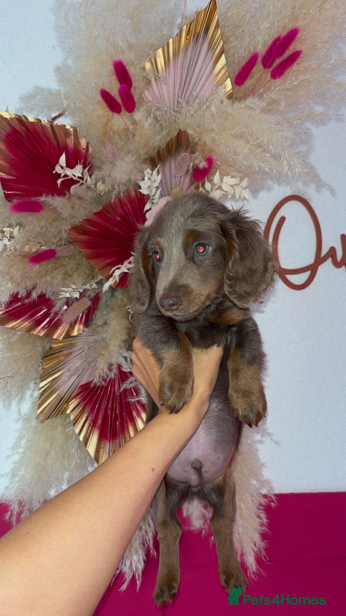 Miniature Dachshund dogs KC REGISTERED Long haired miniature dachshunds  - Advert 2