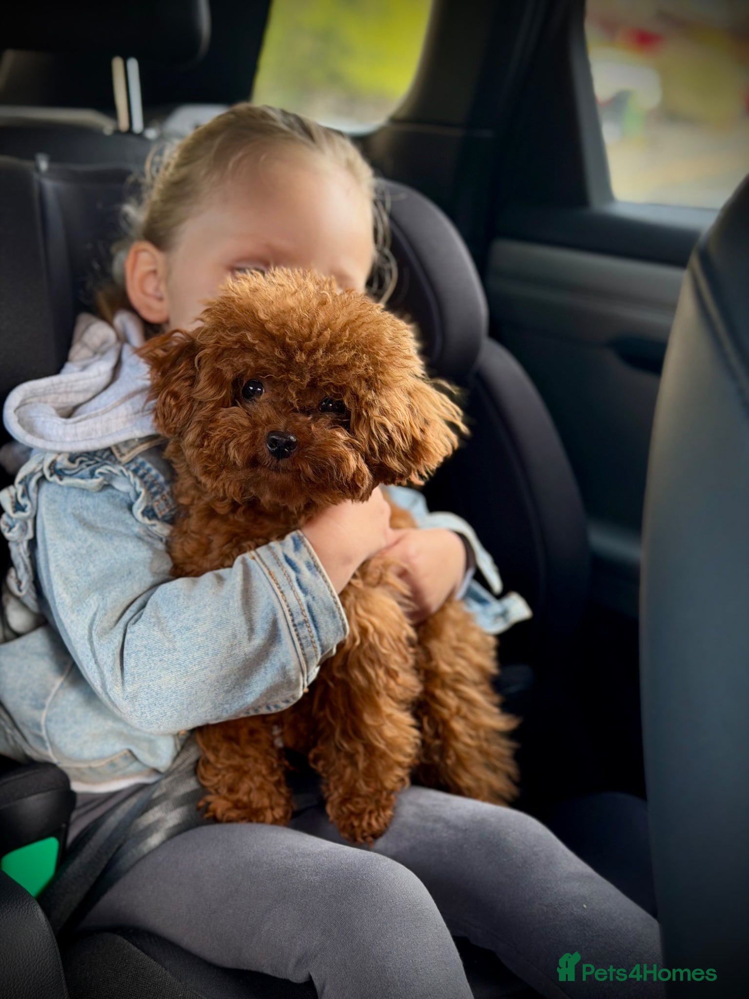 Toy Poodle dogs  🍒 Tiny Red Asian Poodle for Stud 🍒 - Advert 14