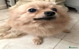 Pomeranian dogs for sale: Beautiful cream female pom - Image 7