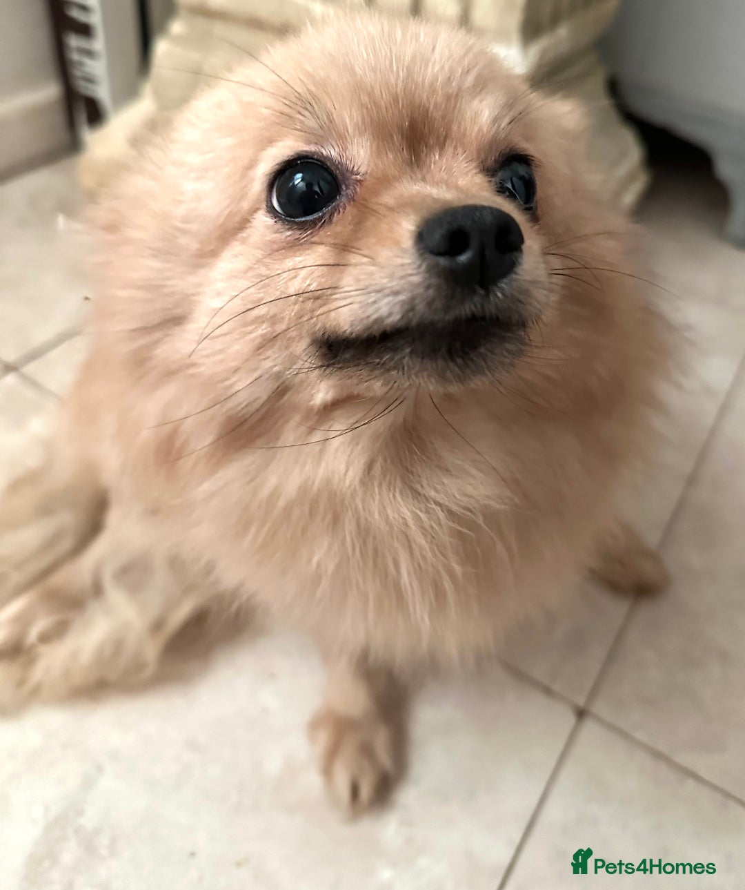 Pomeranian dogs for sale: Beautiful cream female pom - Image 7