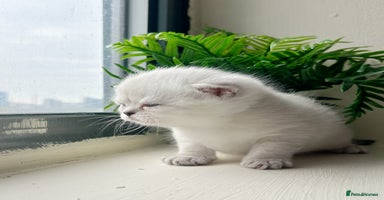 British Shorthair cats - Advert 7