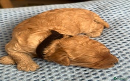 Cavapoo dogs for sale: Beautiful & Healthy Cavapoo Puppies   - Image 15