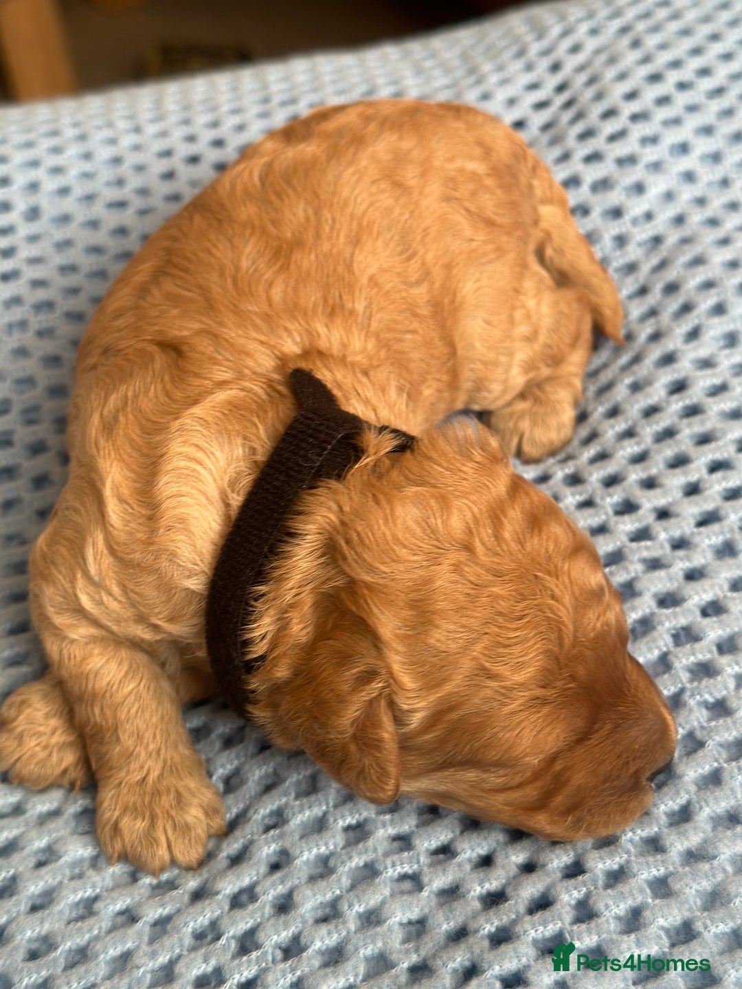 Cavapoo dogs for sale: Beautiful & Healthy Cavapoo Puppies   - Image 15