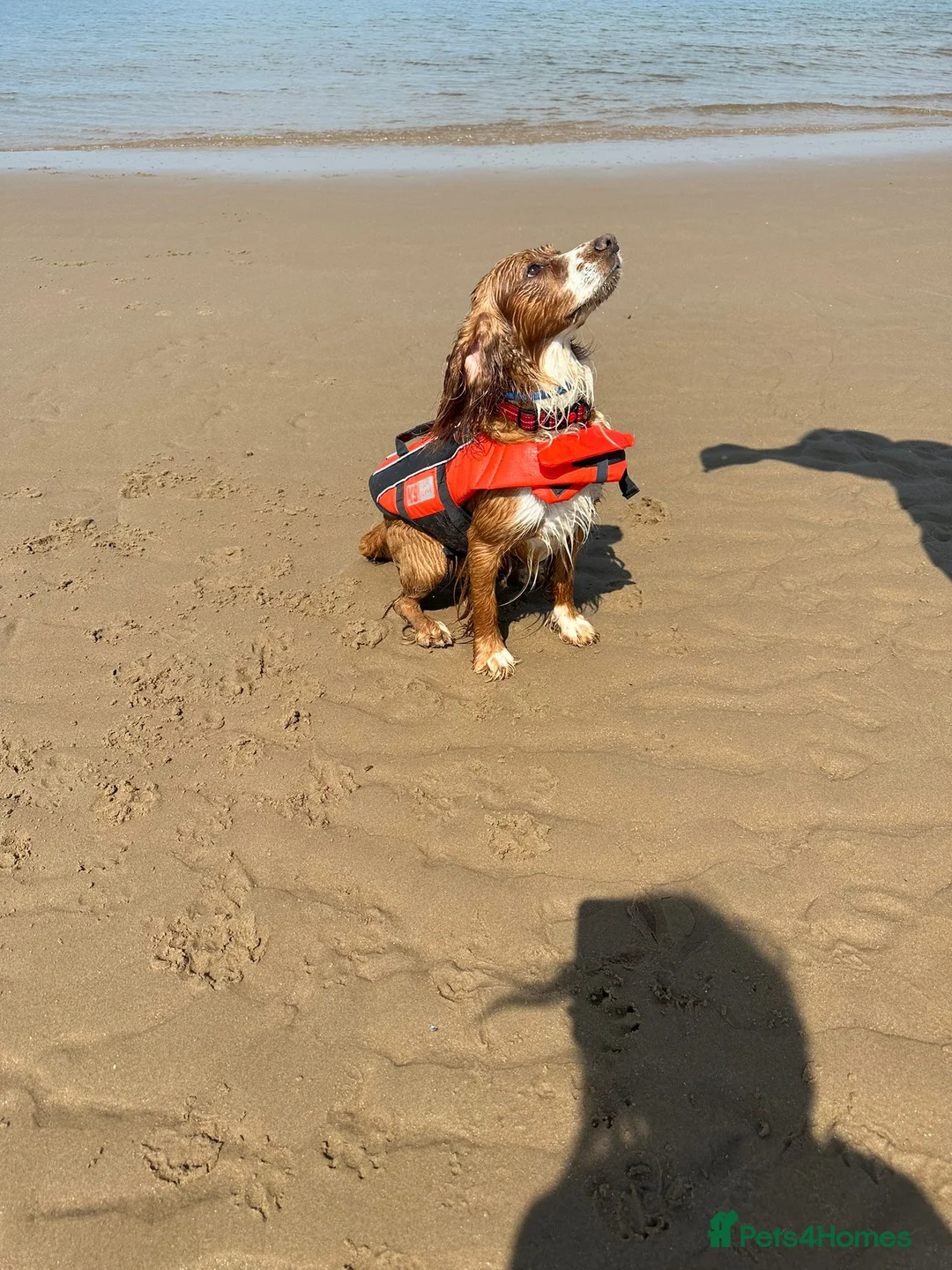 Cocker Spaniel dogs for stud: Working cockier spaniel stud  in Birkenhead - Advert 9