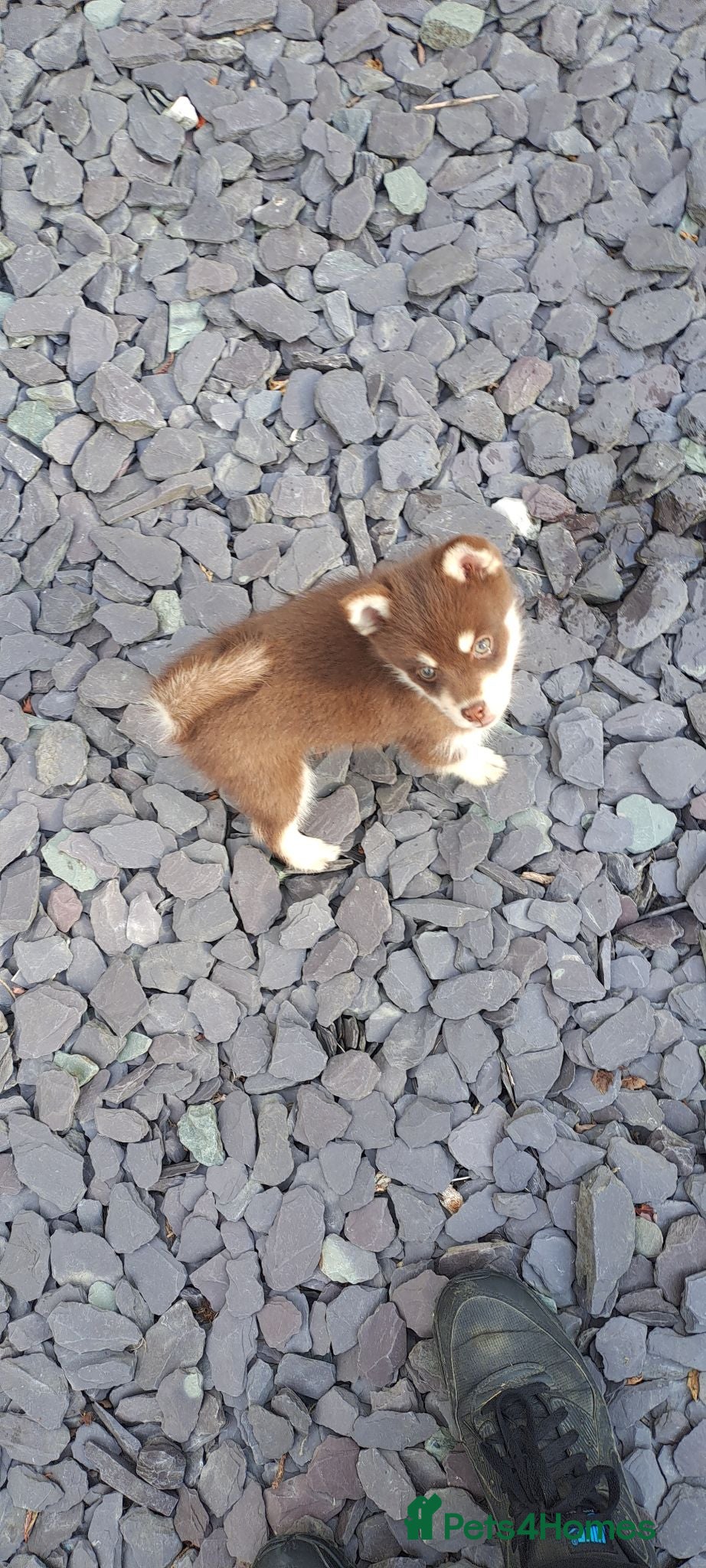 Pomsky dogs Just 3 pups left- 2 girls and 1 boy, F4 Pomskys - Advert 5