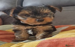 Yorkshire Terrier dogs for sale: Beautiful Yorkshire Terrier puppies - Image 1