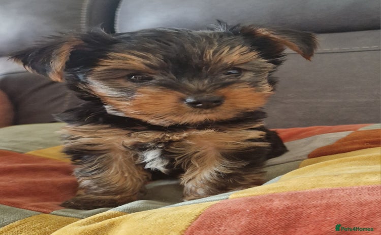 Yorkshire Terrier dogs - Advert 1