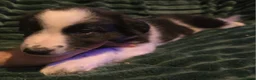 Border Collie dogs for sale: Border collie pups  - Advert 8