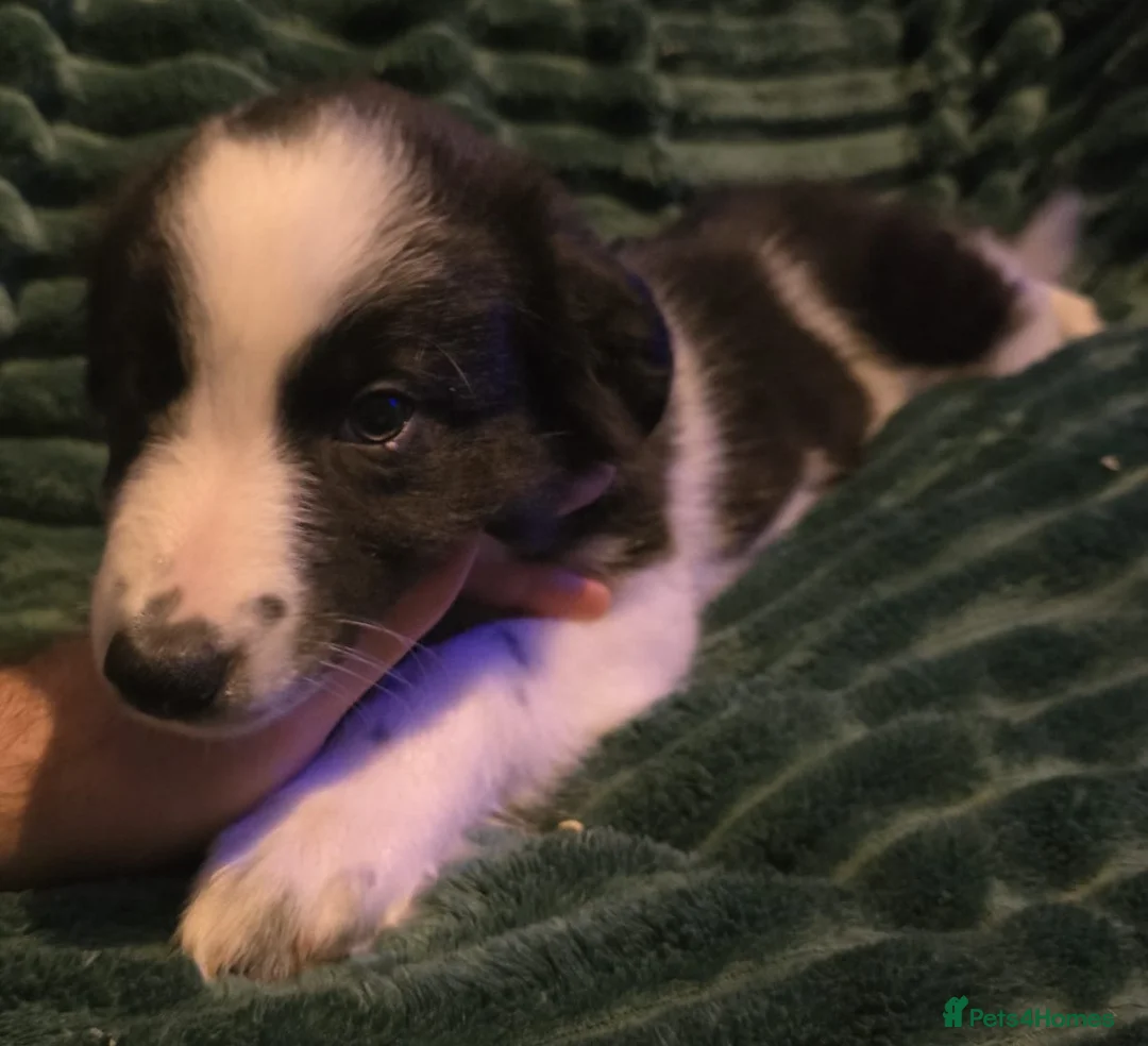 Border Collie dogs for sale: Border collie pups  - Advert 8