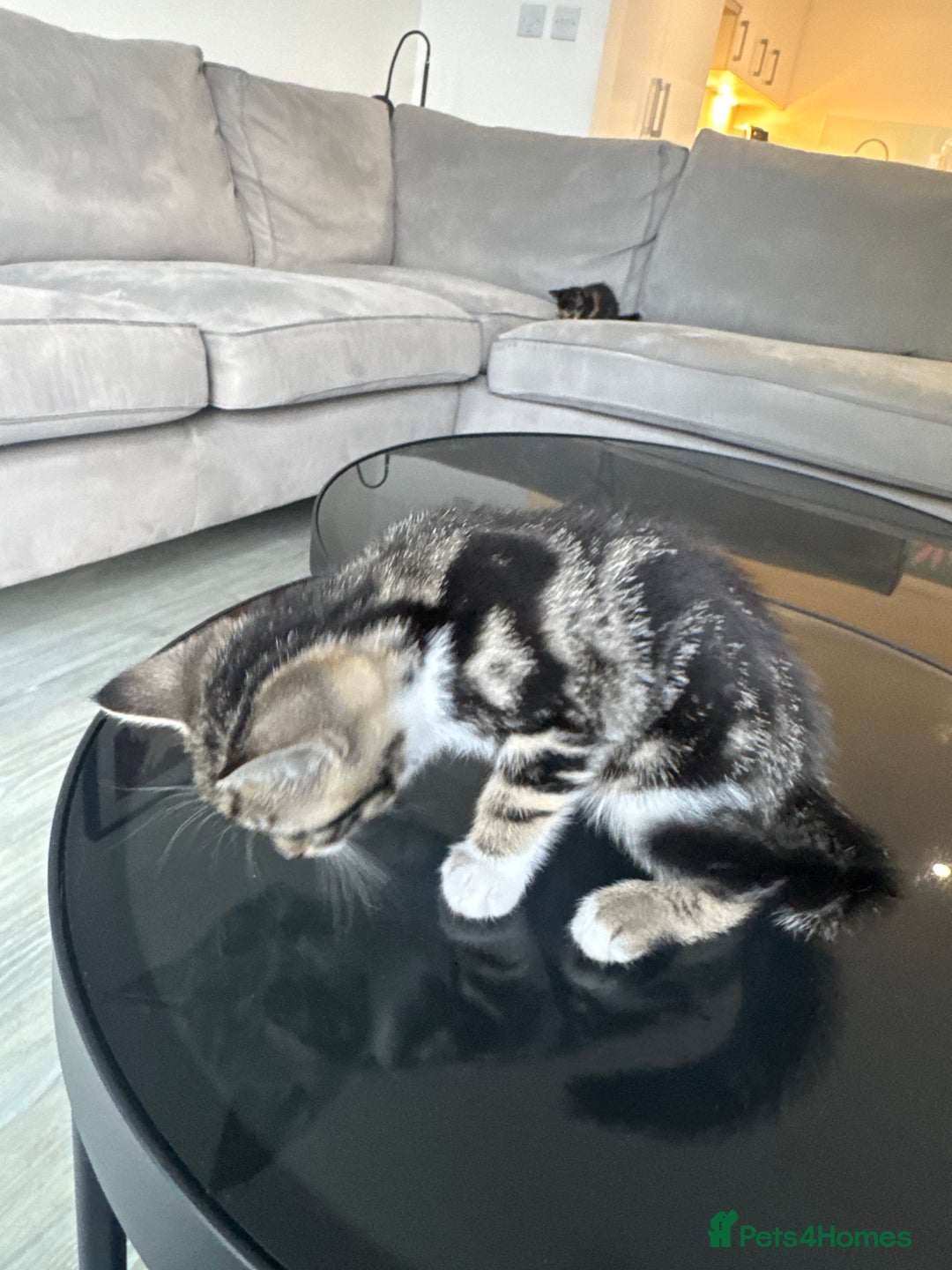Mixed Breed cats for sale: Mixed Ragdoll / Tabby Adorable Kittens  - Image 17