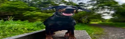 Dobermann dogs for sale: Black and Tan female Doberman  - Advert 2