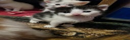 Maine Coon cats for sale: Maine Coon Cross Kittens - Advert 5
