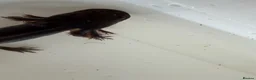 Axolotl reptiles for sale: Axolotl - Advert 36