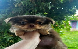 Chihuahua dogs for sale: *** Amazing quality very small Chihuahua’s *** - Image 14