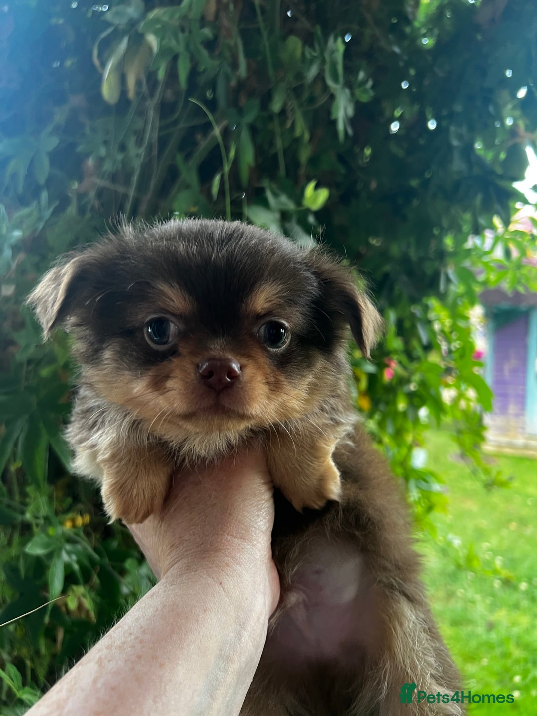 Chihuahua dogs for sale: *** Amazing quality very small Chihuahua’s *** - Image 14