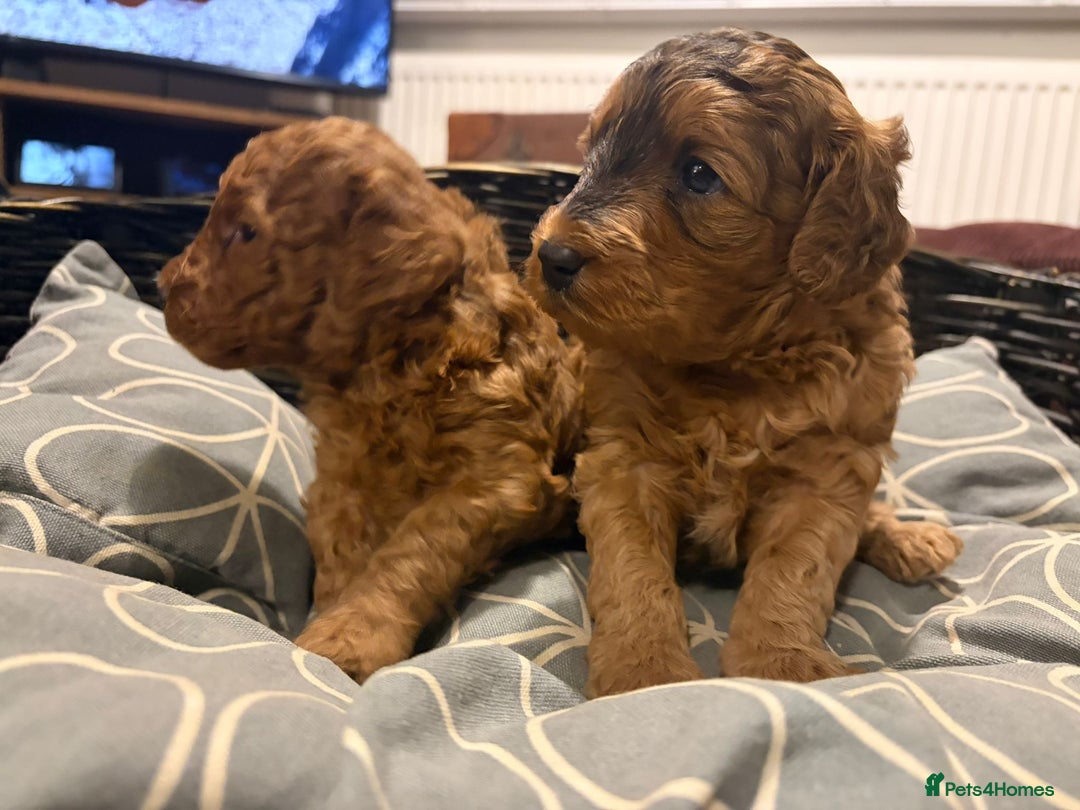 Cockapoo dogs for sale: 💥 Beautiful health checked F1B cockapoos 💥  - Advert 1