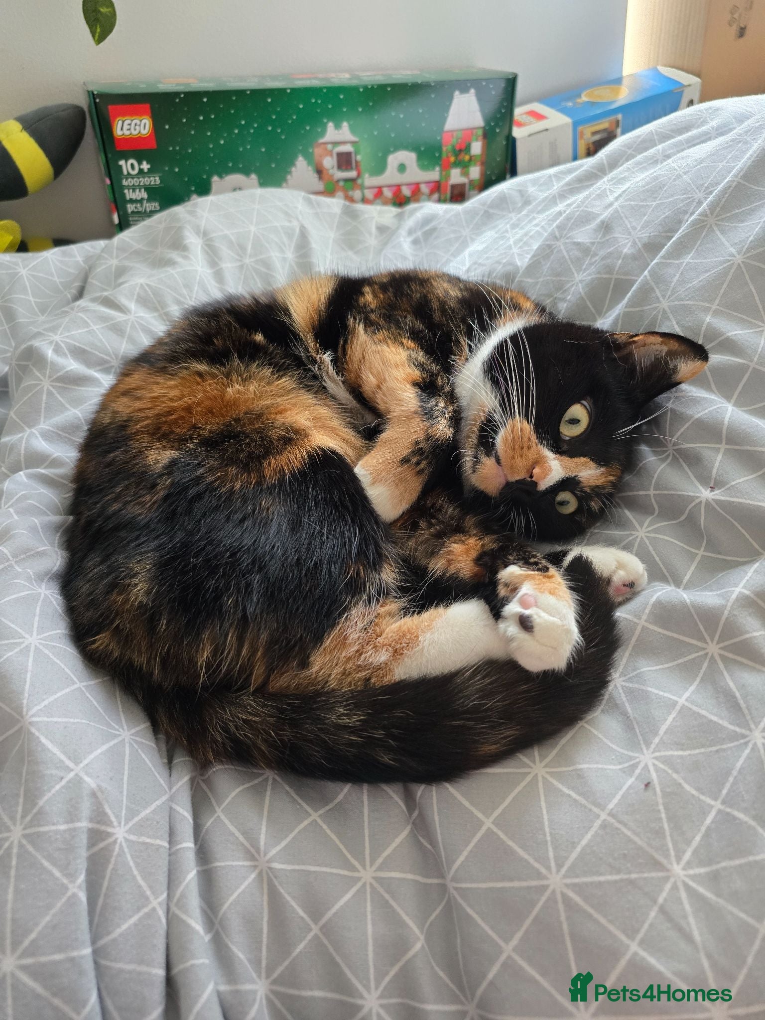 Mixed Breed cats Beautiful Calico needs a new home - Advert 1