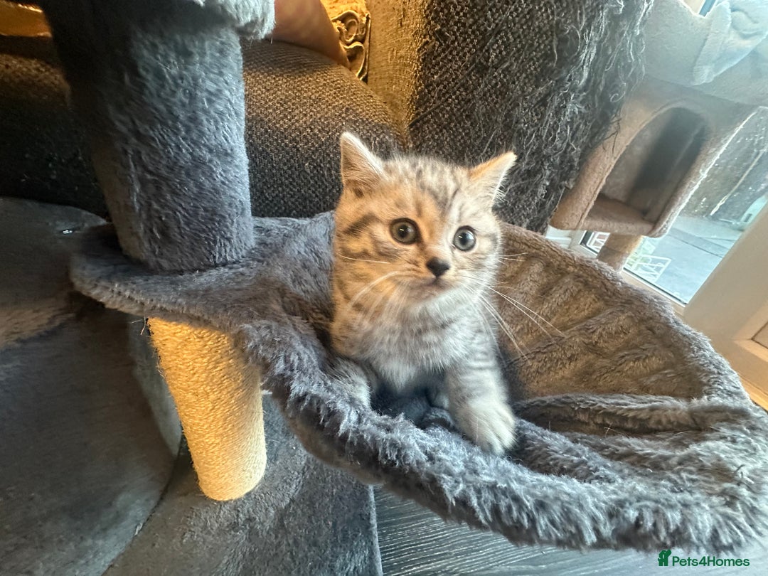 British Shorthair cats for sale: Father TICA Registered Beautiful Coat Ready - Advert 2