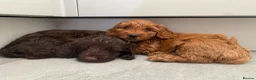 Cockapoo dogs for sale: Two beautiful puppies - Advert 4